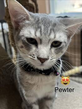 Pewter -  Domestic Short Hair Cat for Adoption in Phoenix, Arizona - Pewter | PetCurious