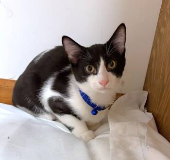 Panda -  Domestic Short Hair Cat for Adoption in New Albany, Ohio - Panda | PetCurious