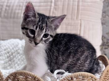 Violet -  Domestic Short Hair Cat Available for Adoption in Effingham, Illinois - Violet | PetCurious