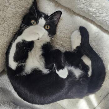 Rescue Domestic Short Hair Cats for Adoption in Lumberton, North Carolina - Clyde | PetCurious