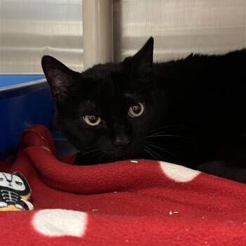 Domestic Medium Hair Cats Available for Adoption in Kanab, Utah - Alto | PetCurious