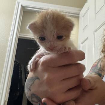 Biscuit - Available early September -  Domestic Short Hair Cat for Adoption in Houston, Texas - Biscuit - Available Early September | PetCurious