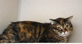 Domestic Short Hair Cats Available for Adoption - MILLIE | PetCurious