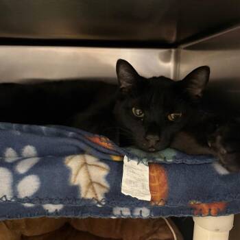 Domestic Short Hair Cats Available for Adoption - Bisquick | PetCurious