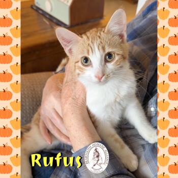 Rescue Domestic Short Hair Cats for Adoption in Red Lodge, Montana - Rufus | PetCurious