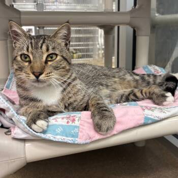 Rescue Domestic Short Hair Cats for Adoption in Corpus Christi, Texas - Eins | PetCurious