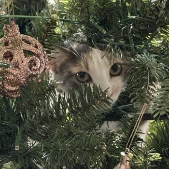 Domestic Short Hair Cats Available for Adoption - Chex | PetCurious