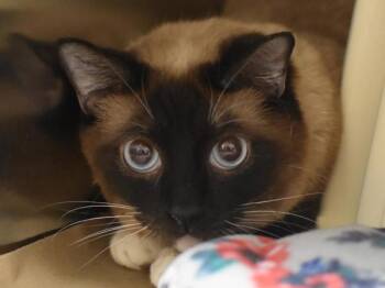 Snowshoe Cats Available for Adoption in Portland, Oregon - Awesome Possum | PetCurious
