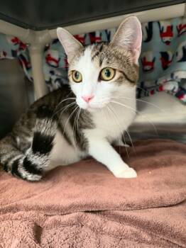 RUFUS -  Domestic Short Hair Cat Available for Adoption in Hagerstown, Maryland - RUFUS | PetCurious