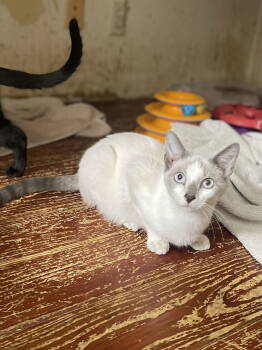 Rescue Domestic Short Hair Cats for Adoption in Trenton, New Jersey - Kiboko | PetCurious