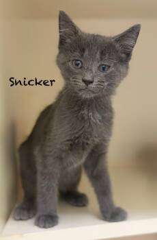 Domestic Short Hair Cats Available for Adoption in Pawleys Island, South Carolina - Snicker | PetCurious