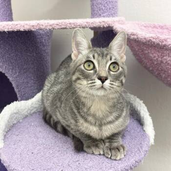 Rescue Domestic Short Hair Cats for Adoption in Antioch, California - Bowser | PetCurious