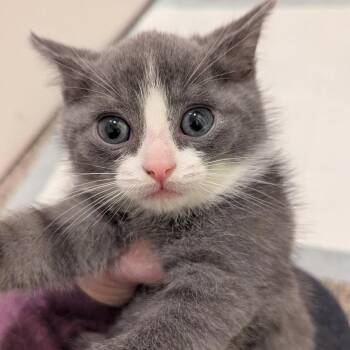 Clover -  Domestic Short Hair Cat Available for Adoption in Meridian, Idaho - Clover | PetCurious