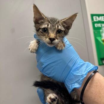 Aspen -  Domestic Short Hair Cat for Adoption in Columbiana, Alabama - Aspen | PetCurious