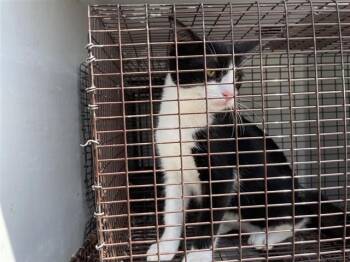 A659680 -  Domestic Short Hair Cat for Adoption in Houston, Texas - A659680 | PetCurious