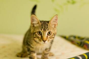 Mortimer -  Domestic Short Hair Cat for Adoption in Hot Springs, Arkansas - Mortimer | PetCurious