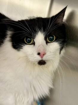 Domestic Medium Hair Cats Available for Adoption in Wichita, Kansas - Blossom | PetCurious