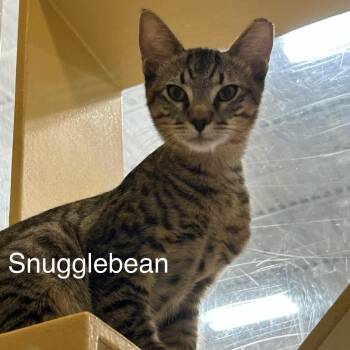 Rescue American Shorthair Cats for Adoption in Austin, Texas - Snugglebean | PetCurious