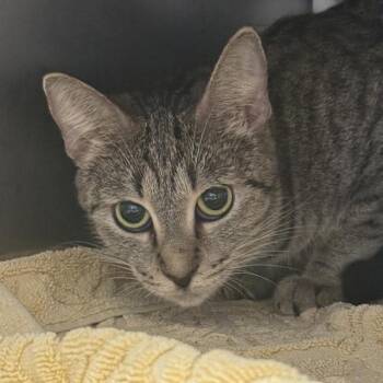 CLOVER -  Domestic Short Hair Cat for Adoption in Las Vegas, Nevada - CLOVER | PetCurious