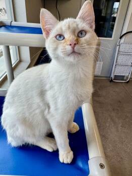 Pierre -  Siamese Cat for Adoption in Buena Vista, Colorado - Pierre | PetCurious
