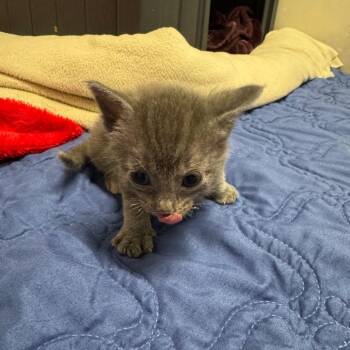 Domestic Short Hair Cats Available for Adoption in Milford, Iowa - Alice | PetCurious