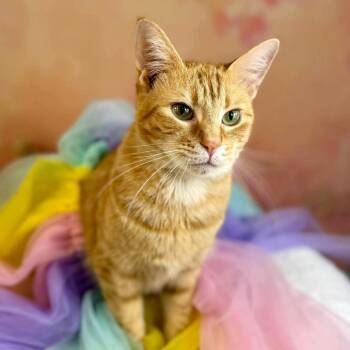 Domestic Short Hair Cats Available for Adoption in Wichita, Kansas - Lyric | PetCurious