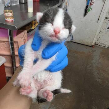 Lemonada L3 -  Domestic Short Hair Cat for Adoption in Edinburg, Texas - Lemonada L3 | PetCurious