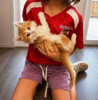 Olersrod -  Domestic Short Hair Cat for Adoption in Calgary, Alberta - Olersrod | PetCurious