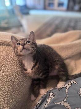 Blitz -  Domestic Short Hair and Tabby Cat for Adoption in Pineville, Louisiana - Blitz | PetCurious