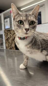 Aspen -  Domestic Short Hair Cat for Adoption in Vancouver, Washington - Aspen | PetCurious