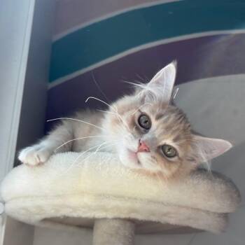 Pineapple -  Domestic Short Hair Cat for Adoption in Layton, Utah - Pineapple | PetCurious