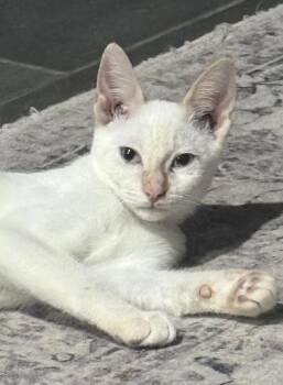 Jack Frost -  Siamese and Domestic Short Hair Cat for Adoption in Liverpool, Texas - Jack Frost | PetCurious