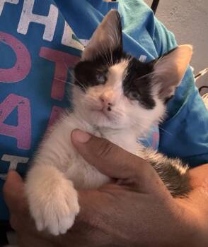 Pixel -  Domestic Short Hair Cat for Adoption in Mustang, Oklahoma - Pixel | PetCurious
