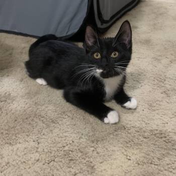 Boots -  Domestic Medium Hair Cat for Adoption in Alexandria, Louisiana - Boots | PetCurious