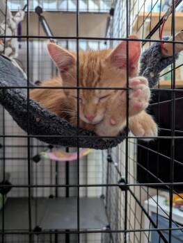 Mickey 5222 -  Domestic Short Hair Cat for Adoption in Bonsall, California - Mickey 5222 | PetCurious
