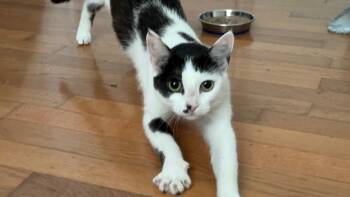 Rescue Domestic Short Hair Cats for Adoption in Allen, Texas - Sophia | PetCurious