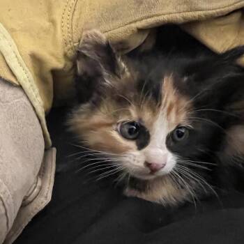 Domestic Medium Hair Cats Available for Adoption in Chino Hills, California - Donut - Chino Hills Location | PetCurious