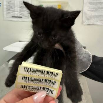 Rummy -  Domestic Medium Hair Cat for Adoption in Charleston, West Virginia - Rummy | PetCurious