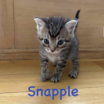 Snapple -  Domestic Short Hair Cat for Adoption in Walden, New York - Snapple | PetCurious
