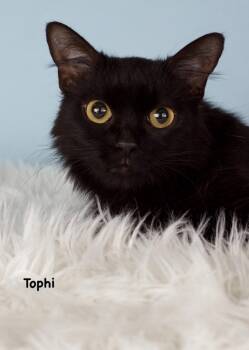 Domestic Short Hair Cats Available for Adoption in Gilbert, Arizona - Tophi | PetCurious