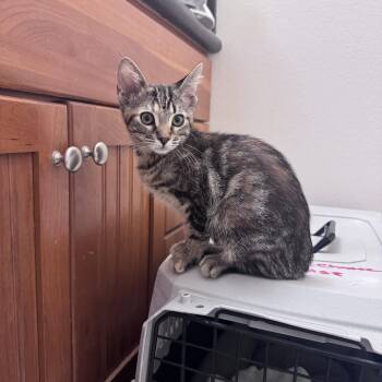 Xena -  Domestic Medium Hair Cat Available for Adoption in San Diego, California - Xena | PetCurious