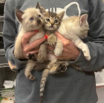 Siamese Cats Available for Adoption in Sorrento, Louisiana - 26-0311C | PetCurious