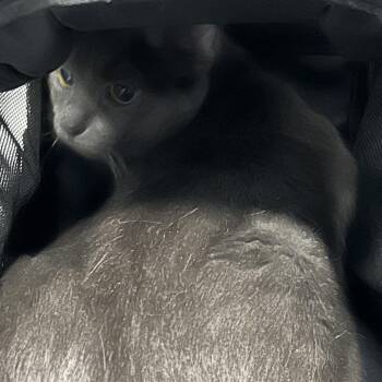 Percy -  Domestic Short Hair Cat for Adoption in Greensboro, North Carolina - Percy | PetCurious