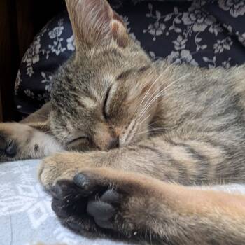 Rescue Domestic Short Hair Cats for Adoption in Toledo, Ohio - Pork Chop | PetCurious