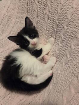 Domestic Medium Hair Cats Available for Adoption in Virginia Beach, Virginia - Shrimp | PetCurious