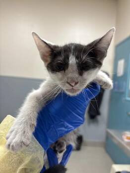 JOAQUIN -  Domestic Short Hair Cat for Adoption in Las Vegas, Nevada - JOAQUIN | PetCurious