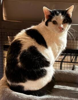 Rescue Domestic Short Hair Cats for Adoption in Canonsburg, Pennsylvania - Cindy | PetCurious