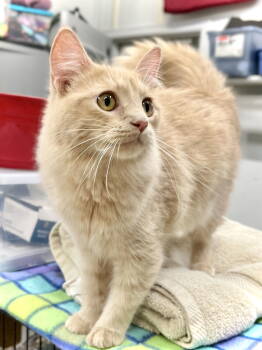 Rescue Domestic Medium Hair Cats for Adoption in Estherville, Iowa - Rylan | PetCurious