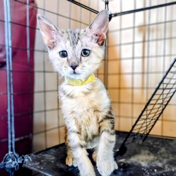 Doxie -  Domestic Short Hair Cat for Adoption in Albuquerque, New Mexico - Doxie | PetCurious