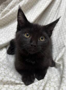 Juice -  Domestic Short Hair Cat for Adoption in Elkins, West Virginia - Juice | PetCurious